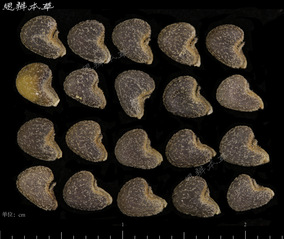 苘麻、玫瑰茄和磨盘草的种子鉴别...