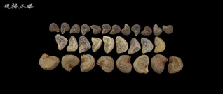 苘麻、玫瑰茄和磨盘草的种子鉴别...