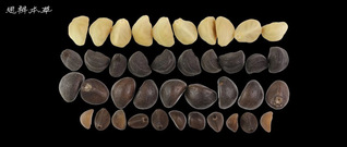 圆叶牵牛、裂叶牵牛、三裂叶薯和...