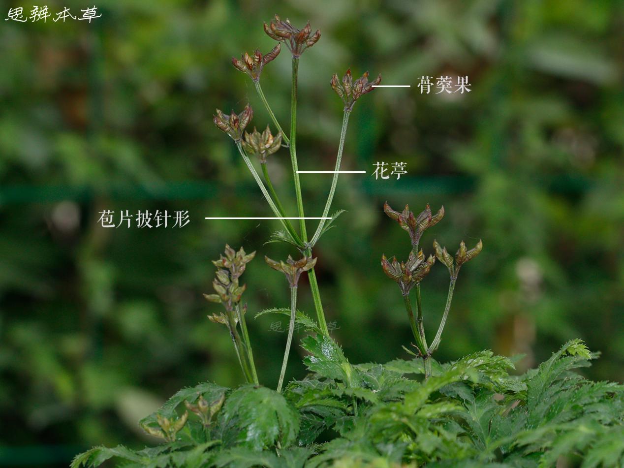 黄连原植物均拍摄于南京中医药大学药用植物园,因黄连喜冷凉阴湿,生