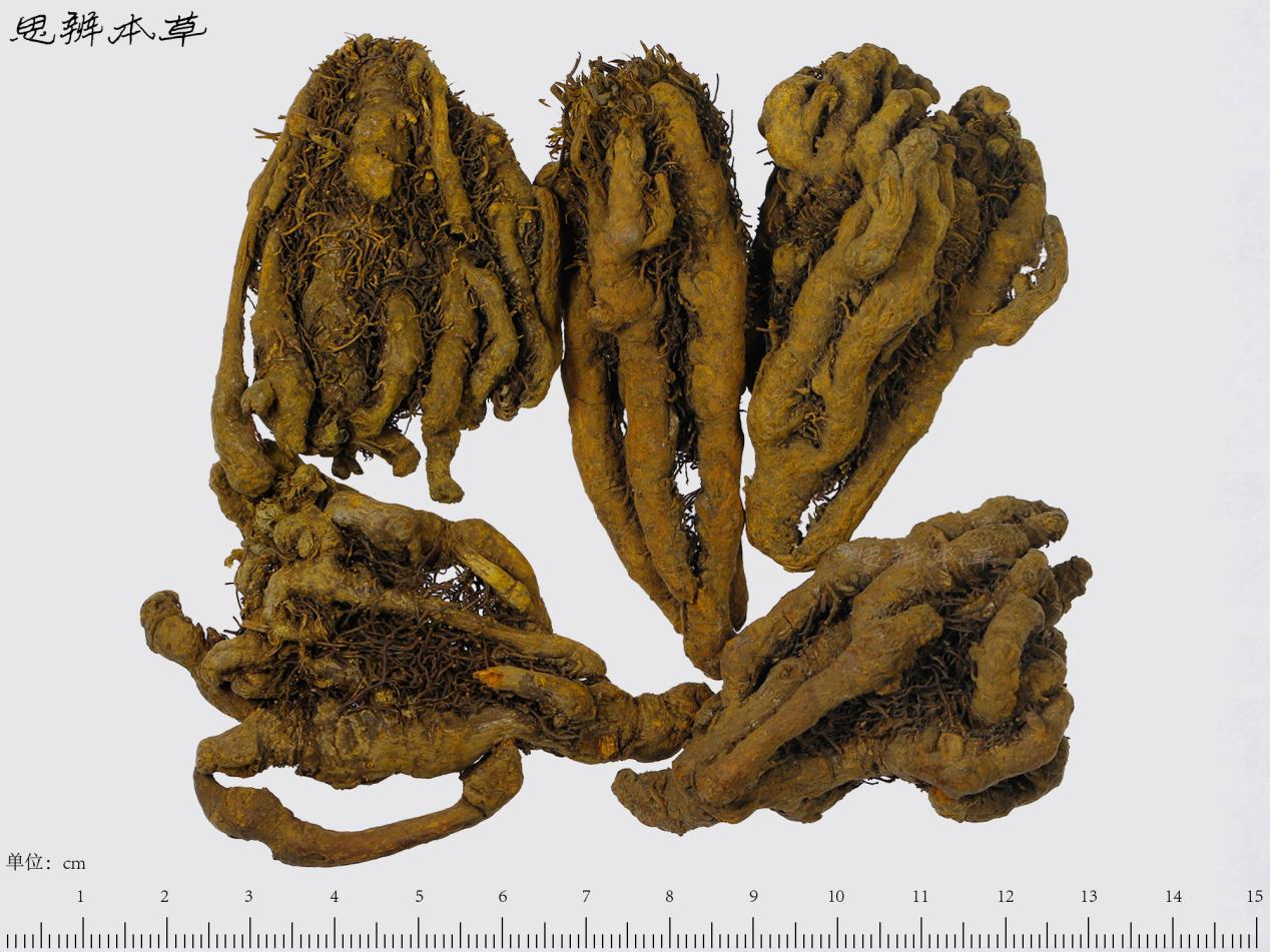科学网—20181025——黄连（Coptis chinensis Franch.） - 栗茂腾的博文