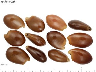 八角茴香和野八角种子鉴别