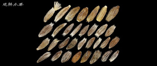 白术、茅苍术、北苍术和关苍术的...