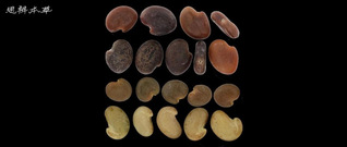 蒙古黄芪、膜荚黄芪、扁茎黄芪和...