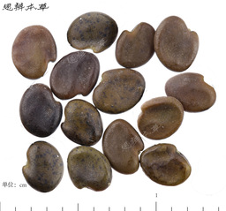 蒙古黄芪、膜荚黄芪、扁茎黄芪和...