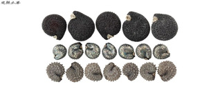 马齿苋、大花马齿苋和环翅马齿苋...