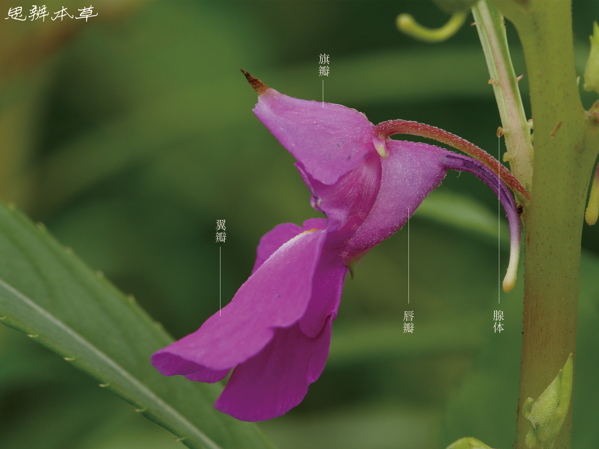 凤仙花种植方法和时间（如何栽培和养护凤仙花） - 花晓网