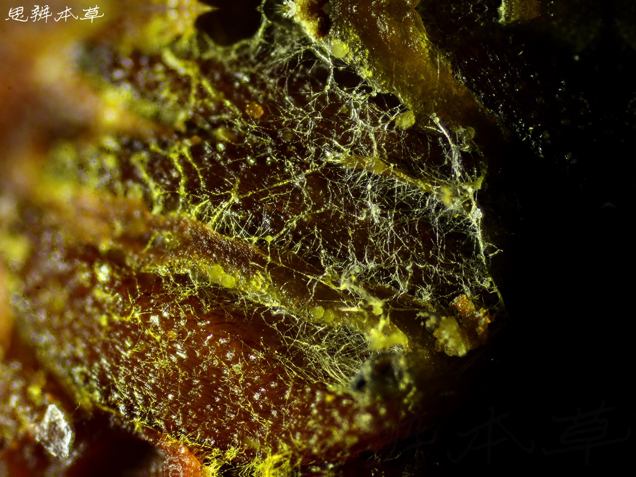 霉菌Mould|摄影|微距|毣余 - 原创作品 - 站酷 (ZCOOL)