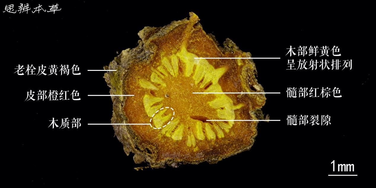 黄连的显微特征图图片