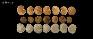 华中五味子、五味子和南五味子的...