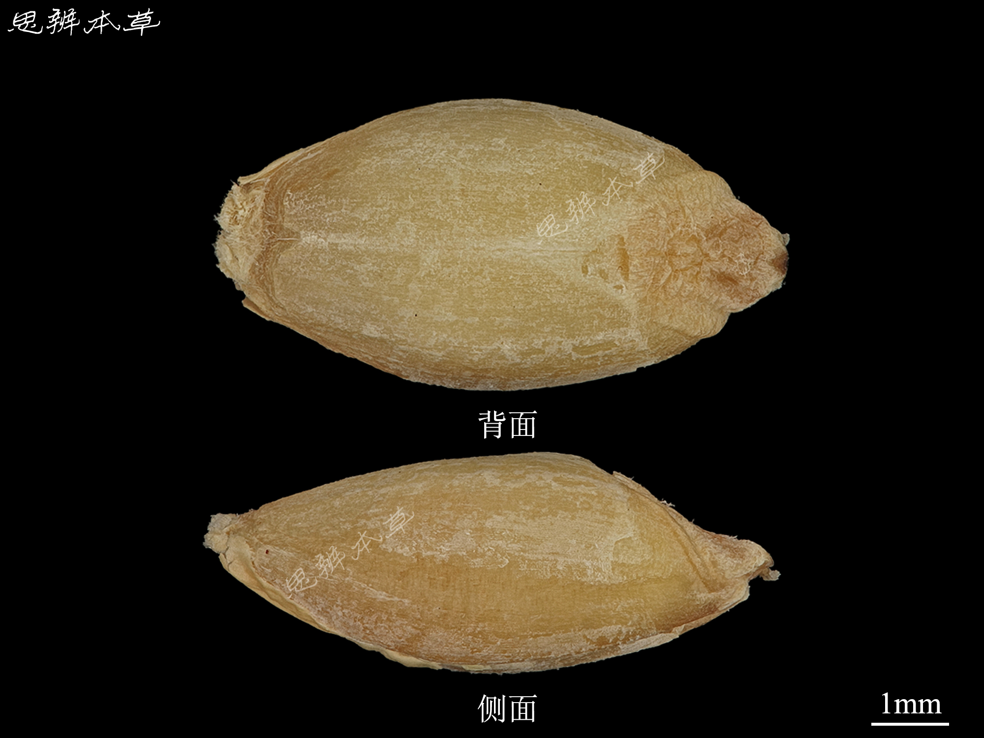 5种可以药用的麦类作物,你分得清吗?