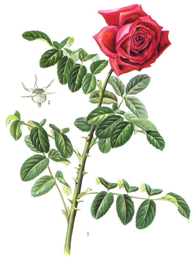 图鉴| 常见药用玫瑰与月季的鉴别