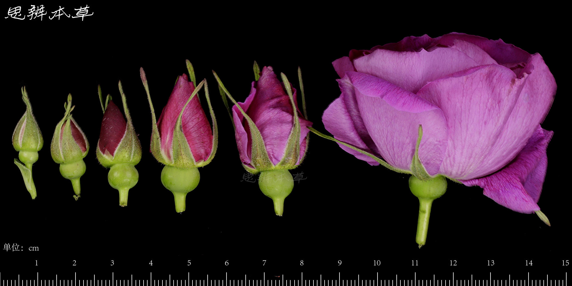玫瑰花 腺毛图片