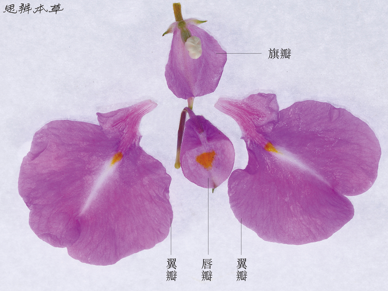 一朵凤仙花的结构图图片